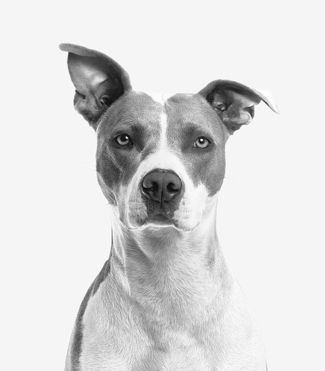Cachorro